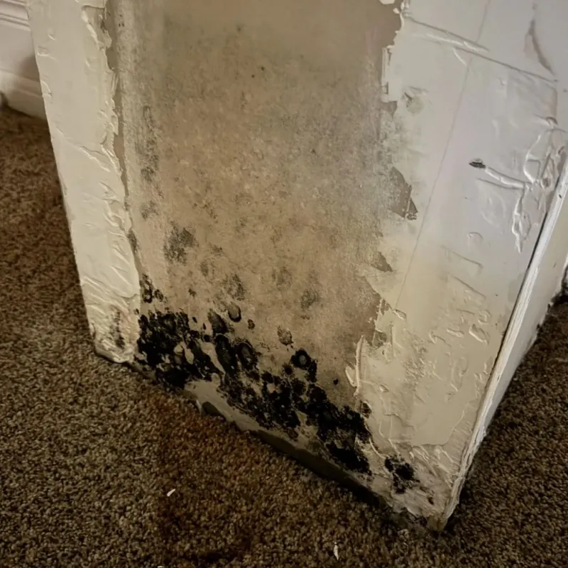 Professional Mold Removal in Virden, IL
